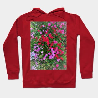 Colorful Bloom Photography My Hoodie